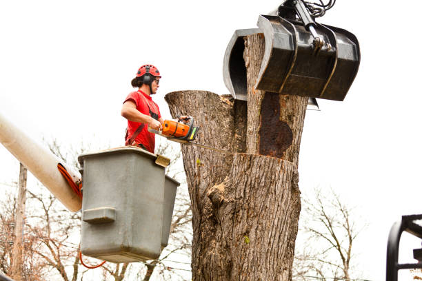 Leaf Removal in Clinton, MI